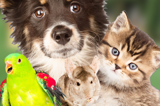 Premium Pets, Puppies & Supplies for Purchase - Petland ...